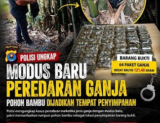 Kasus peredaran ganja dengan modus baru, yakni memanfaatkan rumpun pohon bambu sebagai lokasi penyimpanan barang bukti yang diungkap pihak Polrestabes Medan. (Foto Ist)