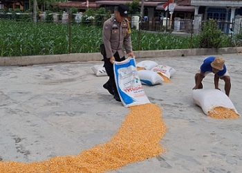 Bhabinkamtibmas Kelurahan Aek Nauli Aiptu Herry Susanto Tarigan, SH hadir membantu menjemur hasil panen jagung petani binaan