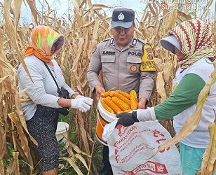 Bhabinkamtibmas Kelurahan Simarimbun Bripka Johannes C. Siregar bersama petani binaan panen jagung di Perladangan Simarimbun Dolok