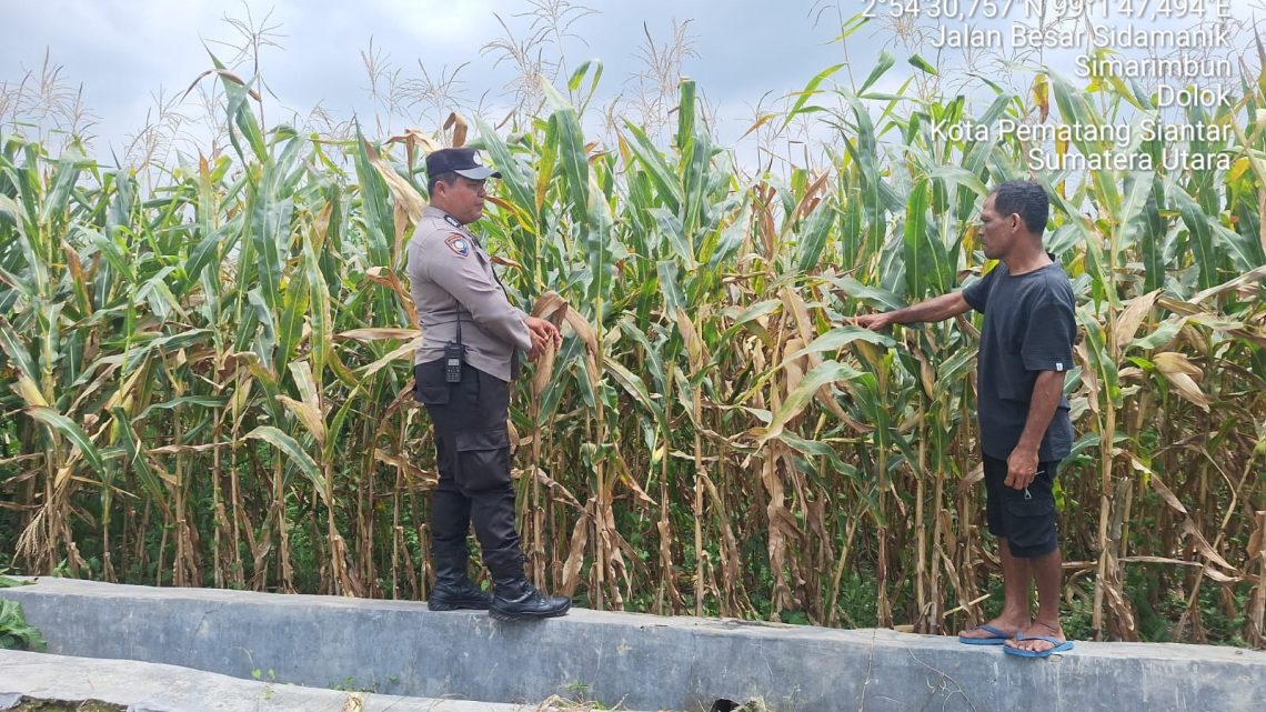 Bhabinkamtibmas Kelurahan Simarimbun Bripka Johannes C. Siregar melaksanakan monitoring dan pengecekan ladang jagung petani binaan di Perladangan Simarimbun Dolok