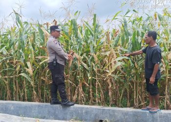 Bhabinkamtibmas Kelurahan Simarimbun Bripka Johannes C. Siregar melaksanakan monitoring dan pengecekan ladang jagung petani binaan di Perladangan Simarimbun Dolok