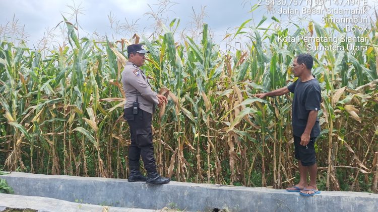 Bhabinkamtibmas Kelurahan Simarimbun Bripka Johannes C. Siregar melaksanakan monitoring dan pengecekan ladang jagung petani binaan di Perladangan Simarimbun Dolok