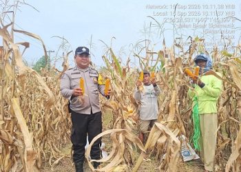 Bhabinkamtibmas Kelurahan Simarimbun Bripka Johannes C. Siregar monitoring dan dampingi petani binaan panen jagung