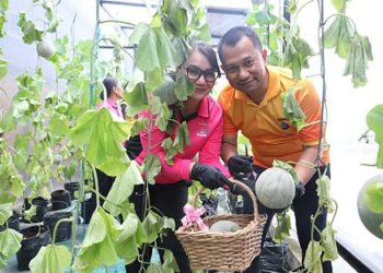 Kapolrestabes Medan Kombes Pol Dr. Jean Calvijn Simanjuntak, S.I.K., M.H bersama Ketua Bhayangkari Cabang Kota Medan Ny. Nelly Calvijn Simanjuntak dan pengurus P2L Polrestabes Medan panen melon hasil budidaya di lahan P2L (Foto Ist)