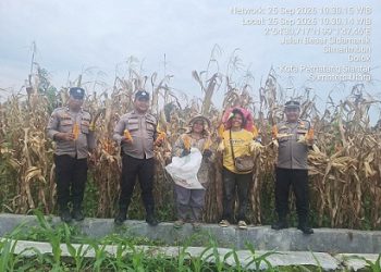Kanit Binmas IPDA Marlon B. Hutahaean dan Bhabinkamtibmas Kelurahan Simarimbun Bripka Johannes C. Siregar dampingi petani binaan panen jagung