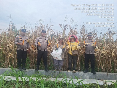 Kanit Binmas IPDA Marlon B. Hutahaean dan Bhabinkamtibmas Kelurahan Simarimbun Bripka Johannes C. Siregar dampingi petani binaan panen jagung