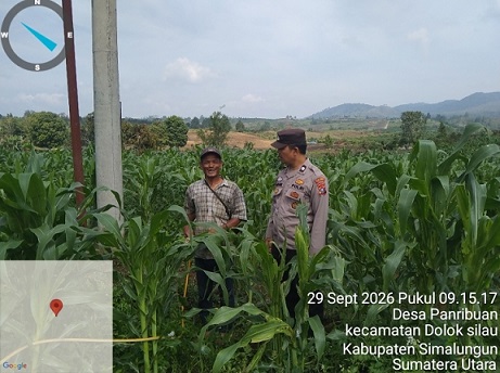 Bhabinkamtibmas Polsek Dolok Silau AIPTU Gordon Manik, S.H., bersama pemilik lahan, P. Tarigan, di Perladangan Juma Jahean