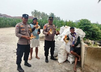 Kanit Binmas IPDA Marlon B. Hutahaean dan Bhabinkamtibmas Kelurahan Marihat Jaya AIPTU Erick F Marbun bersama petani binaan panen jagung di Hamparan Marihat Jaya