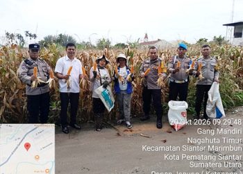 Kanit Reskrim IPDA Jaya Manihuruk SH, PS. Kanit Binmas AIPTU P. Manurung, PS. Kanit Provos AIPDA Fai J. Silalahi SH dan Bhabinkamtibmas Kelurahan Kristen Bripka Swandi dampingi petani binaan panen jagung di Gang Mandiri