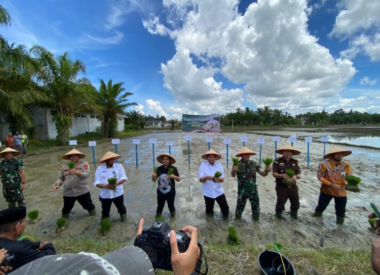 Kapolres Nagan Raya, AKBP Benny Bathara, S.i.k., M.i.k., menghadiri langsung kegiatan tanam padi serentak yang digelar di areal persawahan Desa Pulo ie, Kecamatan Kuala, Kabupaten Nagan Raya, Rabu, 23 April 2025.