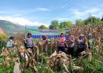 Wujud nyata sinergi antara aparat kepolisian dan masyarakat terlihat dalam kegiatan panen perdana jagung di Desa Pardomuan I Kecamatan Pangururan Kabupaten Samosir, Kamis (1/5/2025).