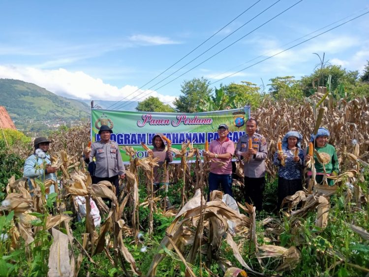 Wujud nyata sinergi antara aparat kepolisian dan masyarakat terlihat dalam kegiatan panen perdana jagung di Desa Pardomuan I Kecamatan Pangururan Kabupaten Samosir, Kamis (1/5/2025).