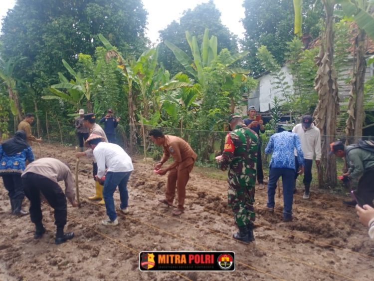 Bhabinkamtibmas Polsek Rantau Alai Bripka Rocky menghadiri kegiatan penanaman jagung yang dilaksanakan pada hari Senin, 5 Mei 2025, sekitar pukul 10.00 WIB di Dusun 3, Desa Tanjung Mas, Kecamatan Rantau Alai, Kabupaten Ogan Ilir.