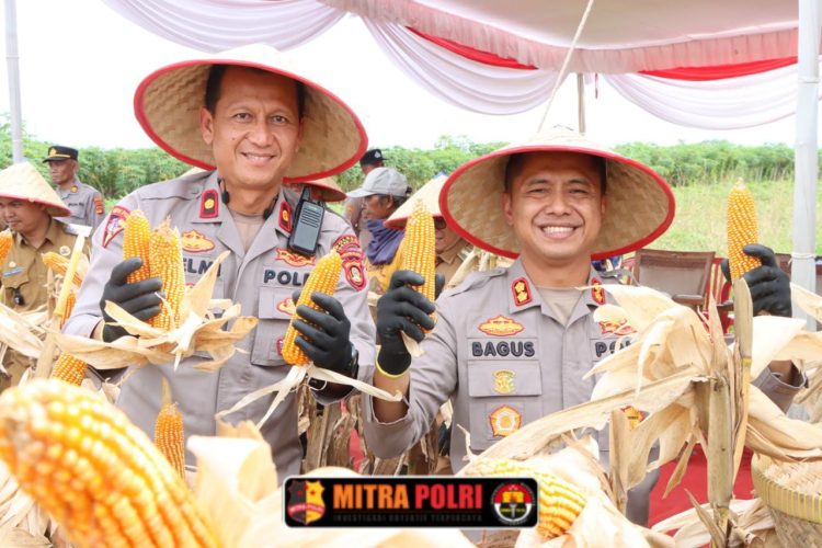 Acara panen raya dipimpin langsung oleh Kapolres Ogan Ilir AKBP Bagus Suryo Wibowo, S.IK, dan turut dihadiri oleh Waka Polres Kompol Helmi Ardiansyah, SH. MH, Kadin Pertanian Ogan Ilir Dedi Gustiawan, SH. MM, para pejabat utama Polres Ogan Ilir, Danramil Indralaya, Camat Indralaya, Lurah Indralaya Indah, serta kelompok tani dan masyarakat setempat.