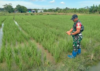 Babinsa Koramil 1016-07/Tewah jajaran Kodim 1016/Palangka Raya, Kopda Masdianur dan Praka Yanto melaksanakan kegiatan pendampingan memantau perkembangan Brigade Pangan Target Luasan Opla di Kelurahan Tewah, Kecamatan Tewah, Kabupaten Gunung Mas. Selasa (06/05/2025).