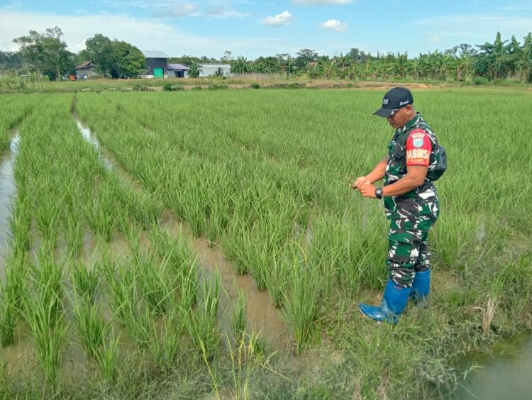 Babinsa Koramil 1016-07/Tewah jajaran Kodim 1016/Palangka Raya, Kopda Masdianur dan Praka Yanto melaksanakan kegiatan pendampingan memantau perkembangan Brigade Pangan Target Luasan Opla di Kelurahan Tewah, Kecamatan Tewah, Kabupaten Gunung Mas. Selasa (06/05/2025).