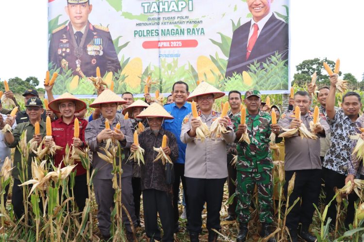 Kapolres Nagan Raya AKBP Benny Bathara, S.i.k., M.i.k., menghadiri kegiatan Panen Raya Jagung Tumpang Sari yang dilaksanakan di salah satu lahan pertanian unggulan di Kabupaten Nagan Raya, Kamis, 08 Mei 2025.