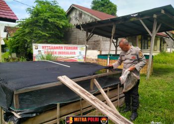 Polsek Indralaya melaksanakan kegiatan pengecekan kolam ikan dan tanaman jagung di lahan pekarangan Mapolsek Indralaya pada Senin, 26 Mei 2025, pukul 10.30 WIB.