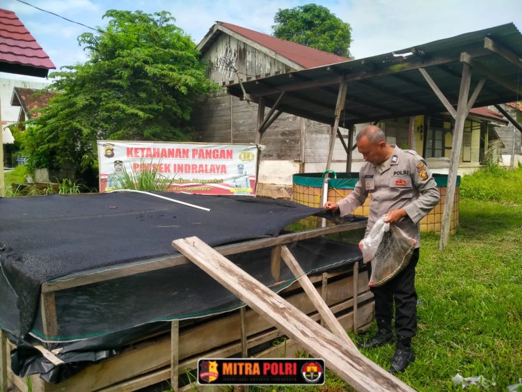 Polsek Indralaya melaksanakan kegiatan pengecekan kolam ikan dan tanaman jagung di lahan pekarangan Mapolsek Indralaya pada Senin, 26 Mei 2025, pukul 10.30 WIB.