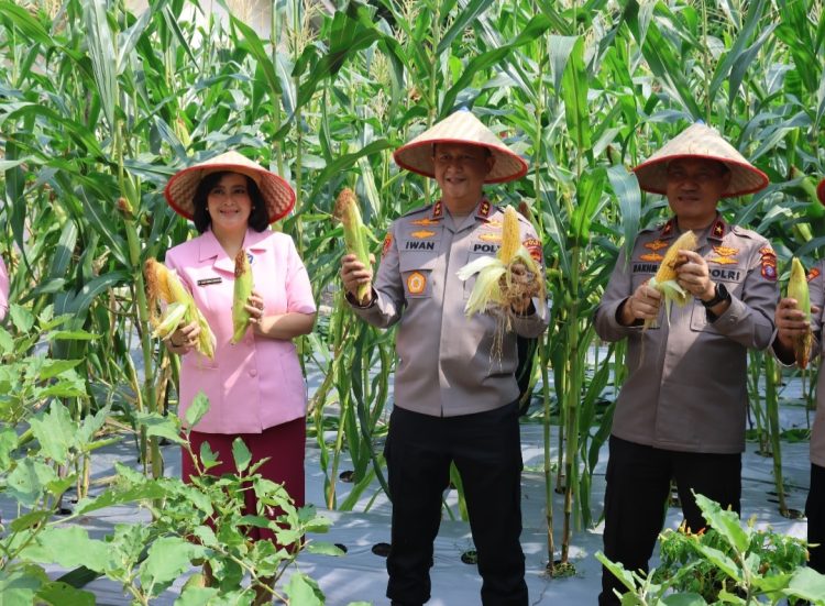 Kapolda Kalimantan Tengah Irjen Pol Iwan Kurniawan, S.I.K., M.Si. bersama Ketua Bhayangkari Daerah Kalteng Ibu Maya Irene Iwan Kurniawan, melaksanakan kegiatan panen jagung di lahan Pekarangan Pangan Lestari (P2L), Mapolda setempat, Selasa (6/5/2025).