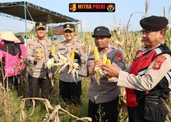 Kapolres Ogan Ilir AKBP Bagus Suryo Wibowo, S.I.K didampingi Kapolsek Pemulutan IPTU Nugrah Angga Oktari, S.H, melaksanakan kegiatan Panen Raya Jagung dalam rangka mendukung Program Ketahanan Pangan Pemerintah di Desa Tanjung Pasir, Kecamatan Pemulutan, Kabupaten Ogan Ilir.