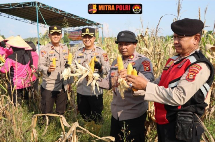 Kapolres Ogan Ilir AKBP Bagus Suryo Wibowo, S.I.K didampingi Kapolsek Pemulutan IPTU Nugrah Angga Oktari, S.H, melaksanakan kegiatan Panen Raya Jagung dalam rangka mendukung Program Ketahanan Pangan Pemerintah di Desa Tanjung Pasir, Kecamatan Pemulutan, Kabupaten Ogan Ilir.