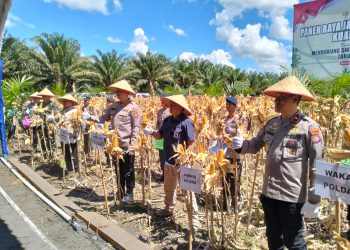 Kapolda Kalimantan Tengah Irjen Pol Iwan Kurniawan bersama Wakil Gubernur H. Edy Pratowo, mewakili Gubernur H. Agustiar Sabran dan Forkopimda Kalteng melaksanakan panen raya jagung kuartal II, di PT. MKM, Desa Tahai Baru, Kec. Maliku, Kab. Pulang Pisau (Pulpis), Kamis (5/6/2025).