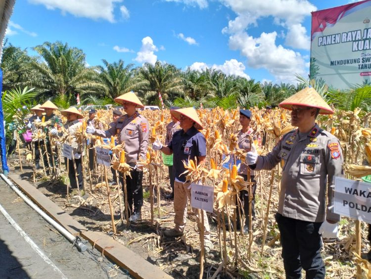 Kapolda Kalimantan Tengah Irjen Pol Iwan Kurniawan bersama Wakil Gubernur H. Edy Pratowo, mewakili Gubernur H. Agustiar Sabran dan Forkopimda Kalteng melaksanakan panen raya jagung kuartal II, di PT. MKM, Desa Tahai Baru, Kec. Maliku, Kab. Pulang Pisau (Pulpis), Kamis (5/6/2025).