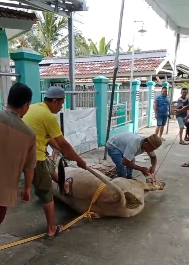 Suasana Idul Adha di Komplek Palm Agung Kelurahan Kutaraya Kecamatan Kayuagung OKI, berlangsung penuh khidmat dan semangat kebersamaan. Alhamdulillah, tahun ini Warga Komplek berhasil mengumpulkan dan menyembelih hewan kurban sebanyak 1 ekor sapi dan 5 ekor kambing. Sabtu (7/6/2025).