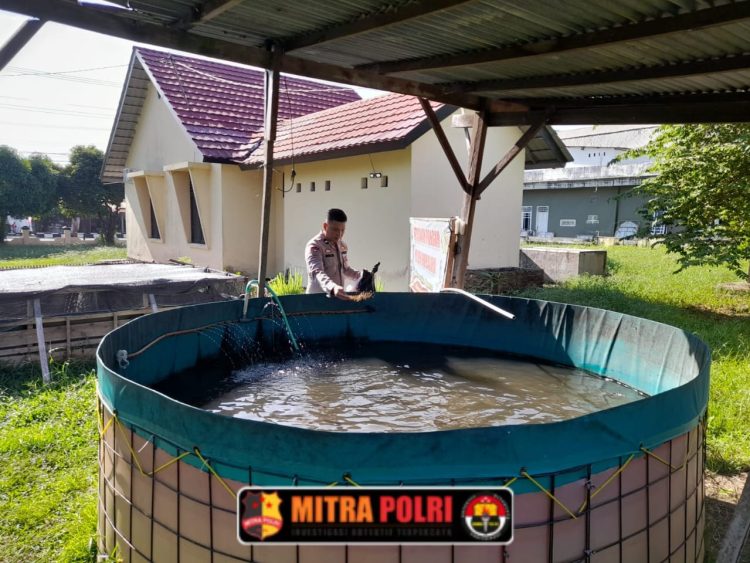 Polsek Indralaya melaksanakan kegiatan monitoring dan pengecekan kolam ikan yang berada di pekarangan Mapolsek Indralaya, pada Minggu (8/6/2025) sekitar pukul 08.50 WIB.