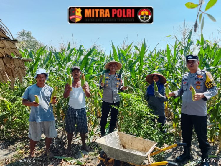 Polsek Rantau Alai, Polres Ogan Ilir melaksanakan kegiatan panen jagung manis di Desa Mekarsari, Kecamatan Rantau Alai, Kabupaten Ogan Ilir pada Senin, 09 Juni 2025.