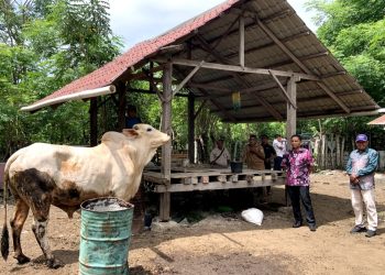 Pemerintah Kota Sabang melalui Dinas Pertanian dan Pangan Kota Sabang menyerahkan ternak Bantuan Masyarakat (BANMAS) presiden tersebut kepada penanggung jawab Masjid Baiturrahim Kuta timu, di Rumah Potong Hewan (RPH) Abbatoir Kota Sabang, Jum'at (6/6/25) sore.