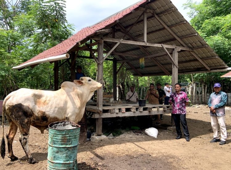 Pemerintah Kota Sabang melalui Dinas Pertanian dan Pangan Kota Sabang menyerahkan ternak Bantuan Masyarakat (BANMAS) presiden tersebut kepada penanggung jawab Masjid Baiturrahim Kuta timu, di Rumah Potong Hewan (RPH) Abbatoir Kota Sabang, Jum'at (6/6/25) sore.