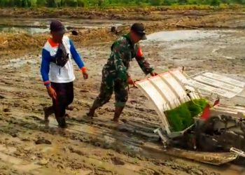 Babinsa (Bintara Pembina Desa) Koramil 1016-07/Tewah Sertu Achjani mendampingi petani Brigade Pangan Respon (Revolusi Petani Organik Nusantara) dalam penanaman padi menggunakan mesin transplanter di lokasi jalan sekata Kelurahan Tewah, Kecamatan Tewah, Kabupaten Gunung Mas. Kamis (19/06/2025).