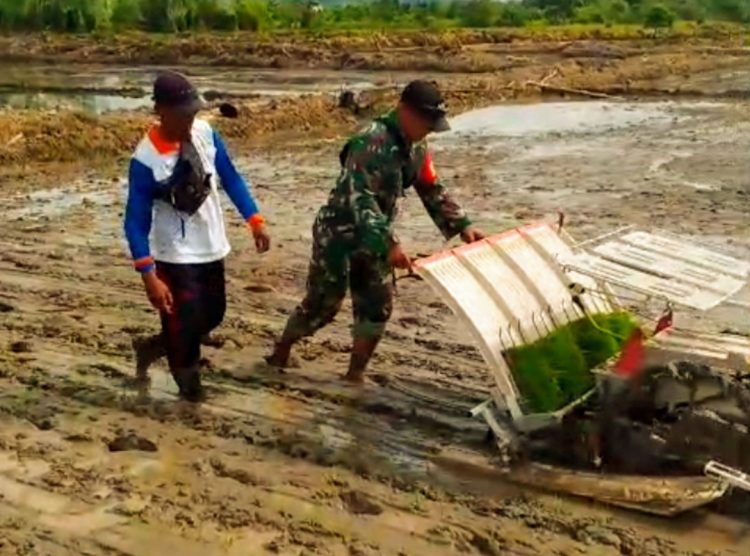 Babinsa (Bintara Pembina Desa) Koramil 1016-07/Tewah Sertu Achjani mendampingi petani Brigade Pangan Respon (Revolusi Petani Organik Nusantara) dalam penanaman padi menggunakan mesin transplanter di lokasi jalan sekata Kelurahan Tewah, Kecamatan Tewah, Kabupaten Gunung Mas. Kamis (19/06/2025).