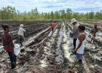 Kapolsek Rakumpit Iptu Joko Susilo, bersama Bhabinkamtibmas Aipda Eko Pramono terjun langsung ke lahan pertanian kelompok tani Elea Farm di Kelurahan Pager. Minggu 6/7/2025.