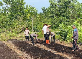Polresta Palangka Raya melaksanakan kegiatan penanaman jagung serentak di lahan milik Yayasan Insan Madani Al Ikhlas Palangka Raya, Rabu (6/8/2025).