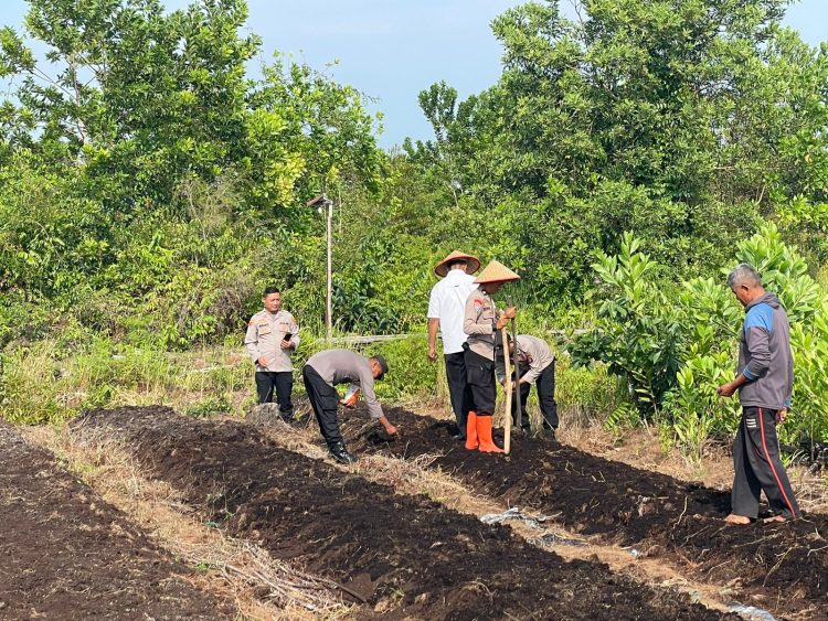 Polresta Palangka Raya melaksanakan kegiatan penanaman jagung serentak di lahan milik Yayasan Insan Madani Al Ikhlas Palangka Raya, Rabu (6/8/2025).