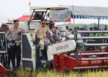 Kapolda Kalimantan Tengah (Kalteng), Irjen Pol Iwan Kurniawan bersama Gubernur H. Agustiar Sabran dan Forkopimda Kalteng melaksanakan panen raya padi, di Desa Warnasari, Kec. Tamban Catur, Kabupaten Kapuas, Sabtu (9/8/2025).