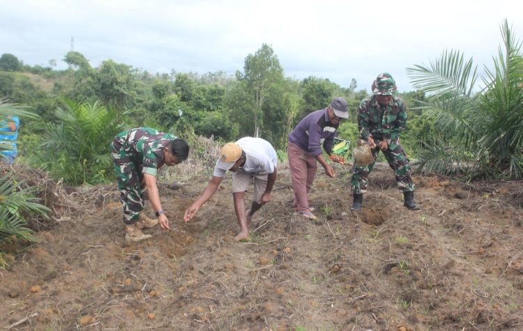Satgas TNI Manunggal Membangun Desa (TMMD) Imbangan ke-125 Kodim 1016/Palangka Raya, para prajurit turun langsung ke lapangan bersama masyarakat untuk menanam jagung, Rabu (13/08/25).
