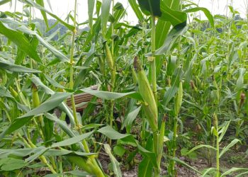 di Gampong Alue Leukot, Kecamatan Paya Bakong, Aceh Utara, dimana ketahanan pangan tanam jagung 2 hektar hampir siap panen.