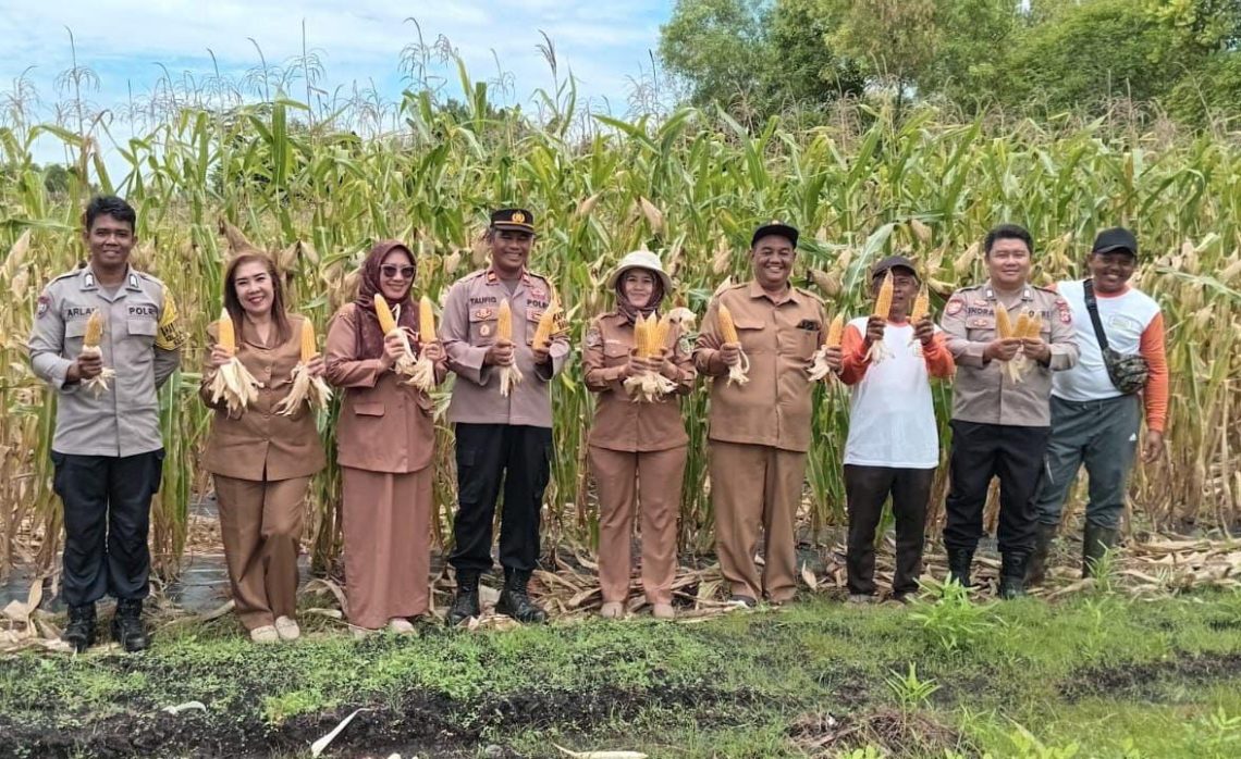 Polsek Sabangau Polresta Palangka Raya turut melaksanakan kegiatan Panen Raya Jagung Serentak Kuartal III di lahan kelompok tani Jaya Abadi Makmur, Jalan Semar RT 01 RW 01, Kelurahan Kalampangan, Kecamatan Sabangau, Senin (6/10/2025).
