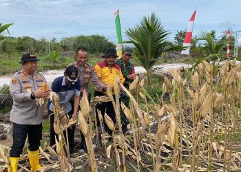 Polsek Rakumpit Polresta Palangka Raya bersama jajaran melaksanakan kegiatan Panen Raya Jagung Kwartal III di lahan Perkebunan Elea Farm, Kelurahan Pager, Kecamatan Rakumpit, Jumat (24/10/2025)