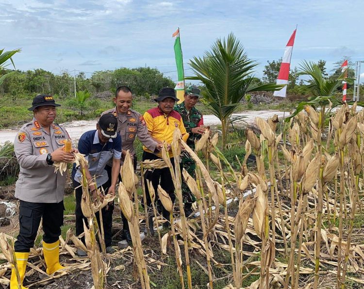 Polsek Rakumpit Polresta Palangka Raya bersama jajaran melaksanakan kegiatan Panen Raya Jagung Kwartal III di lahan Perkebunan Elea Farm, Kelurahan Pager, Kecamatan Rakumpit, Jumat (24/10/2025)