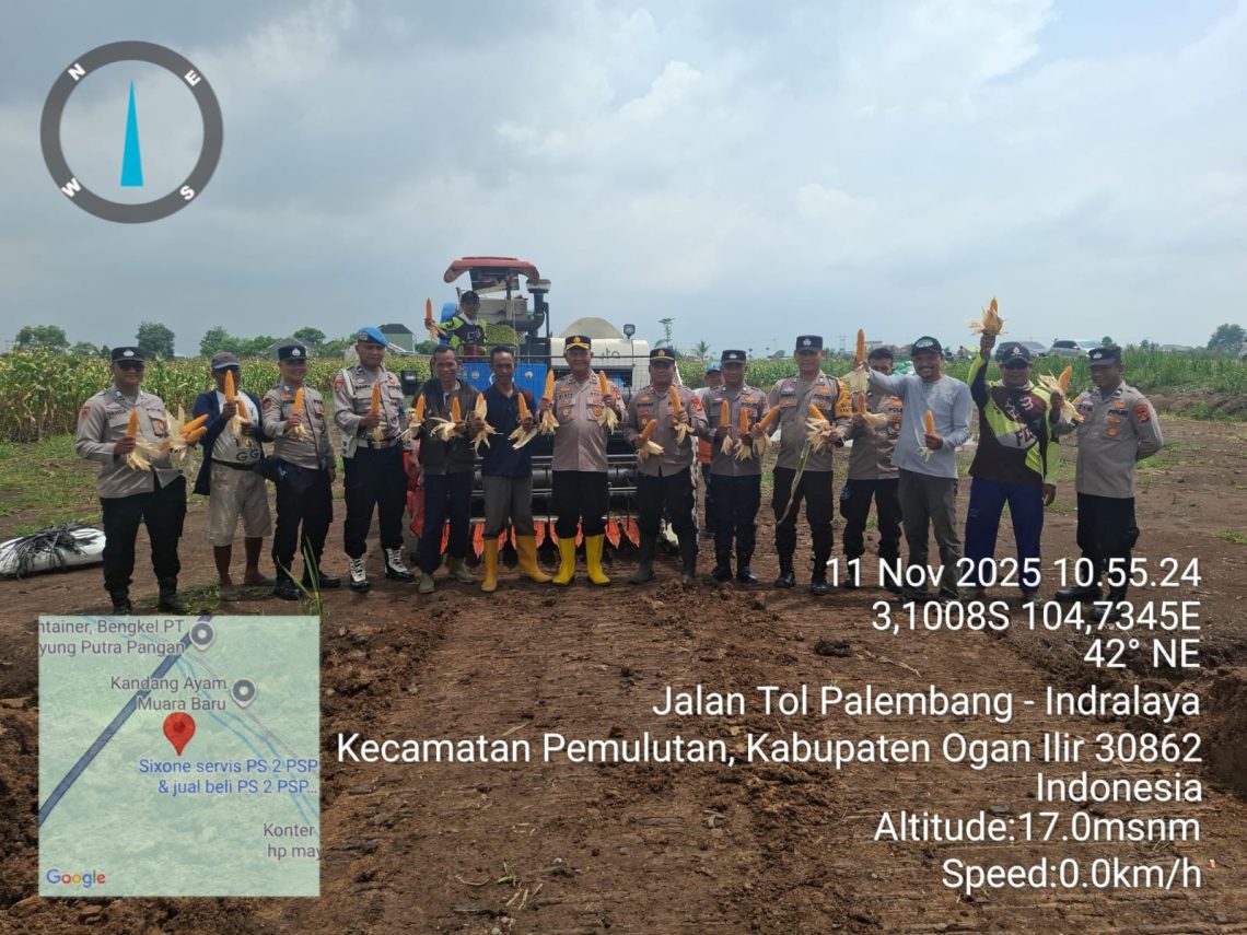 Jajaran Polres Ogan Ilir bersama Polsek Pemulutan melaksanakan kegiatan panen jagung dalam rangka mendukung Program Ketahanan Pangan Pemerintah di Desa Muara Baru, Kecamatan Pemulutan, Kabupaten Ogan Ilir, pada Selasa (11/11/2025) pagi.
