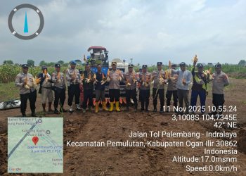 Jajaran Polres Ogan Ilir bersama Polsek Pemulutan melaksanakan kegiatan panen jagung dalam rangka mendukung Program Ketahanan Pangan Pemerintah di Desa Muara Baru, Kecamatan Pemulutan, Kabupaten Ogan Ilir, pada Selasa (11/11/2025) pagi.
