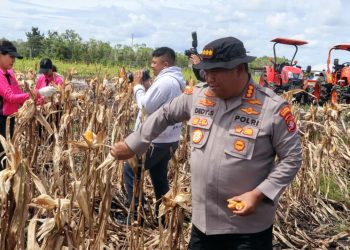 Panen raya berlangsung di lahan perkebunan jagung yang dikelola oleh Kelompok Tani (Poktan) Elea Farm pada wilayah Kelurahan Pager, Kecamatan Rakumpit, Kota Palangka Raya, Kalimantan Tengah, Kamis (11/12/2025) siang.