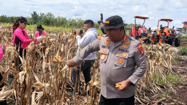 Panen raya berlangsung di lahan perkebunan jagung yang dikelola oleh Kelompok Tani (Poktan) Elea Farm pada wilayah Kelurahan Pager, Kecamatan Rakumpit, Kota Palangka Raya, Kalimantan Tengah, Kamis (11/12/2025) siang.