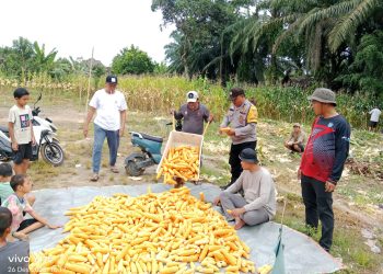 Polsek Tanjung Raja bersama Pemerintah Desa Ulak Kerbau Lama melaksanakan kegiatan panen jagung pipil di Desa Ulak Kerbau Lama, Kecamatan Tanjung Raja, Kabupaten Ogan Ilir, Jumat (26/12/2025) sore.