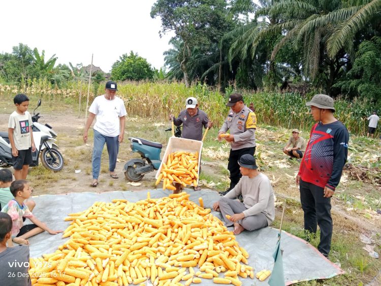 Polsek Tanjung Raja bersama Pemerintah Desa Ulak Kerbau Lama melaksanakan kegiatan panen jagung pipil di Desa Ulak Kerbau Lama, Kecamatan Tanjung Raja, Kabupaten Ogan Ilir, Jumat (26/12/2025) sore.
